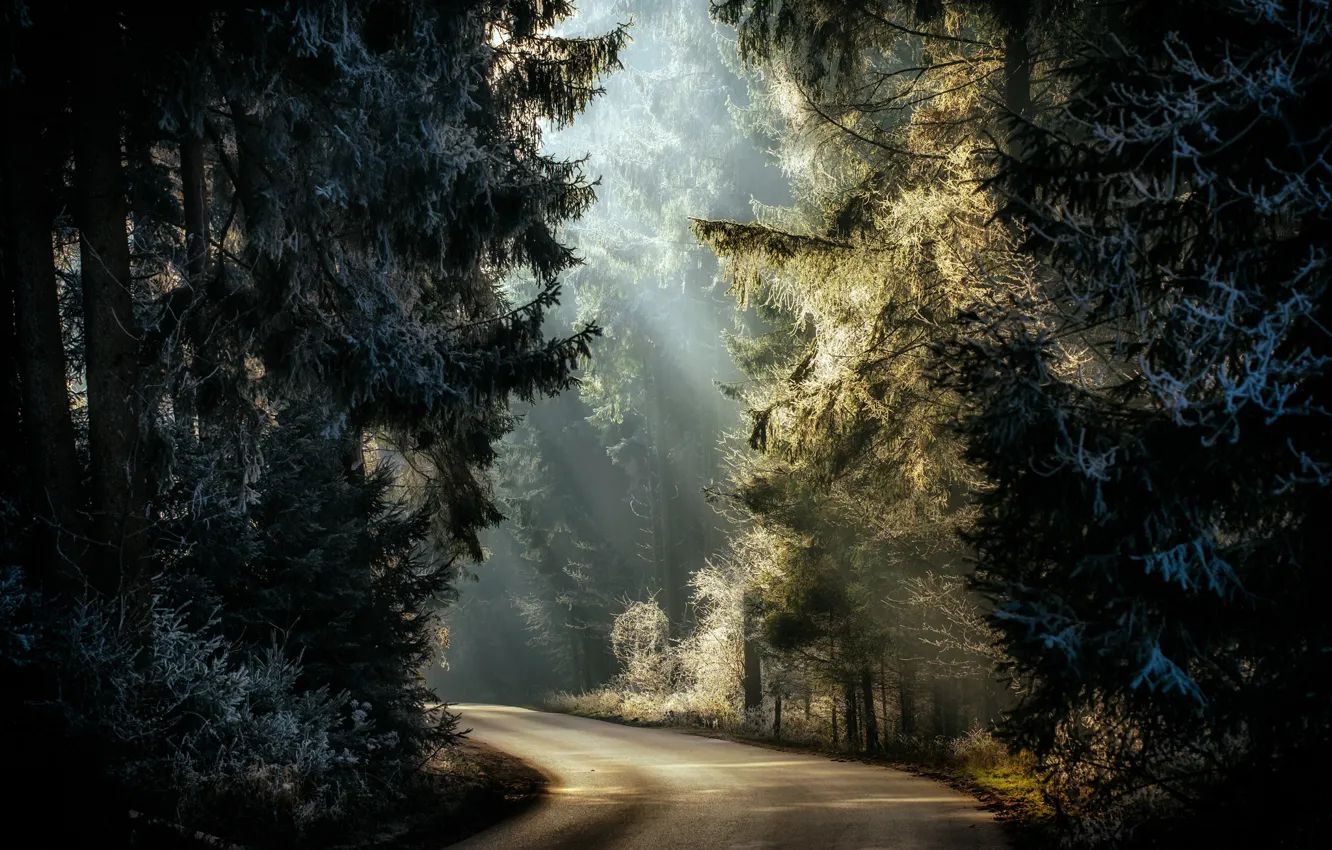 Photo wallpaper frost, road, forest, light