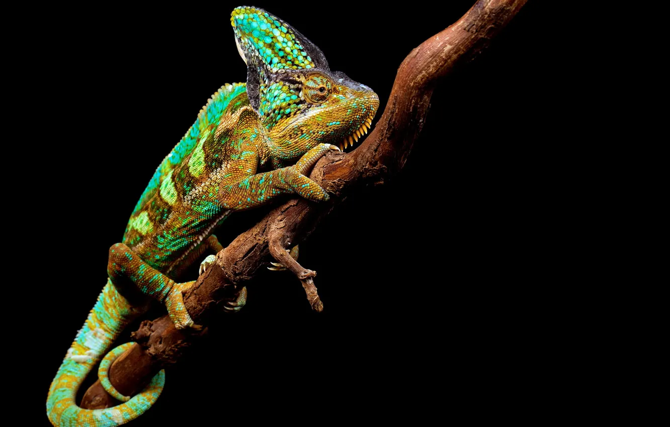Photo wallpaper nature, chameleon, background