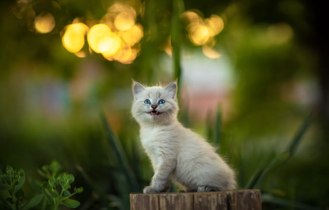 Photo wallpaper stump, kitty, blue eyes, deck, Yuriy Korotun