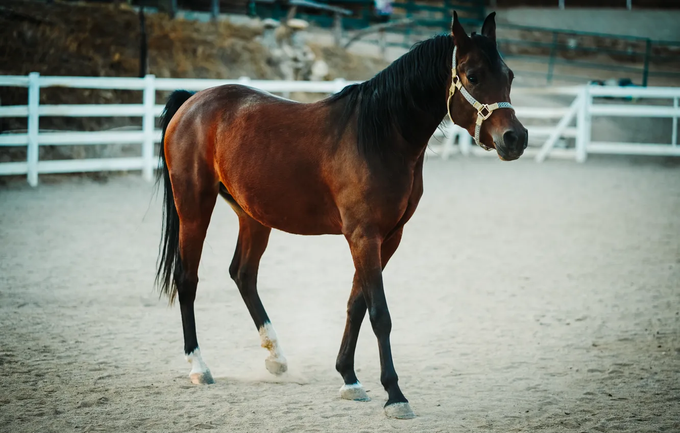 Photo wallpaper sand, look, horse, horse, the fence, the fence, walk, Playground