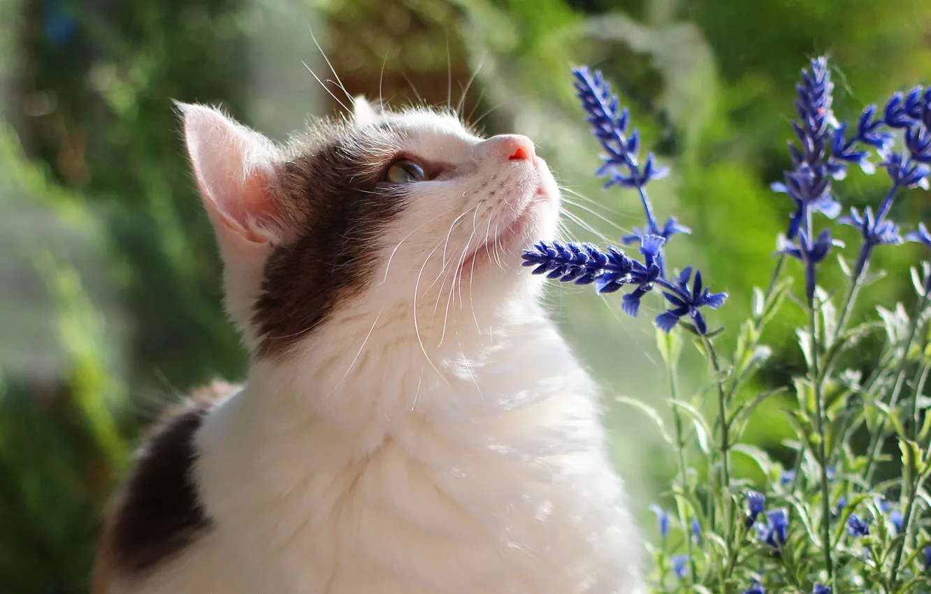 Photo wallpaper cat, summer, cat, look, face, flowers, green, background