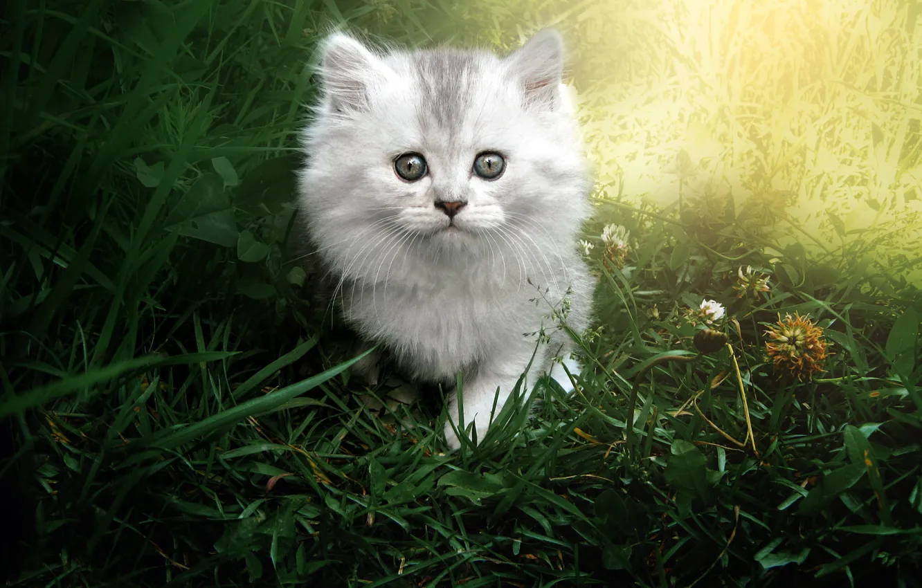 Photo wallpaper cat, summer, grass, look, light, grey, light, fluffy