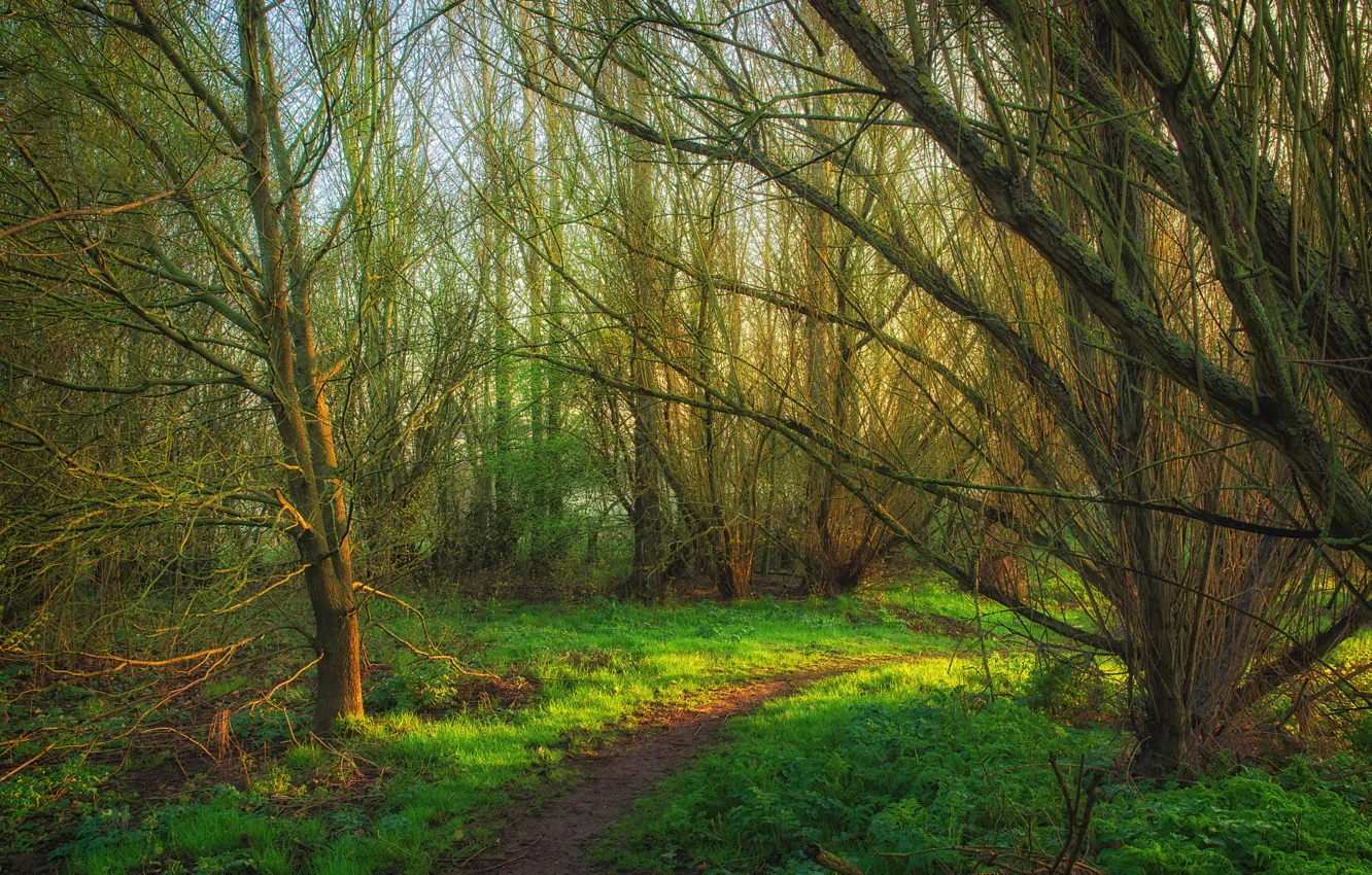 Photo wallpaper forest, grass, trees, spring, path