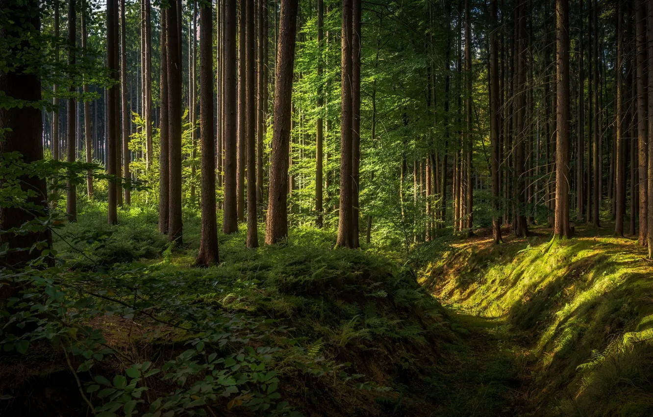 Photo wallpaper forest, Germany, Bavaria, sunlight, Upper Schoenefeld