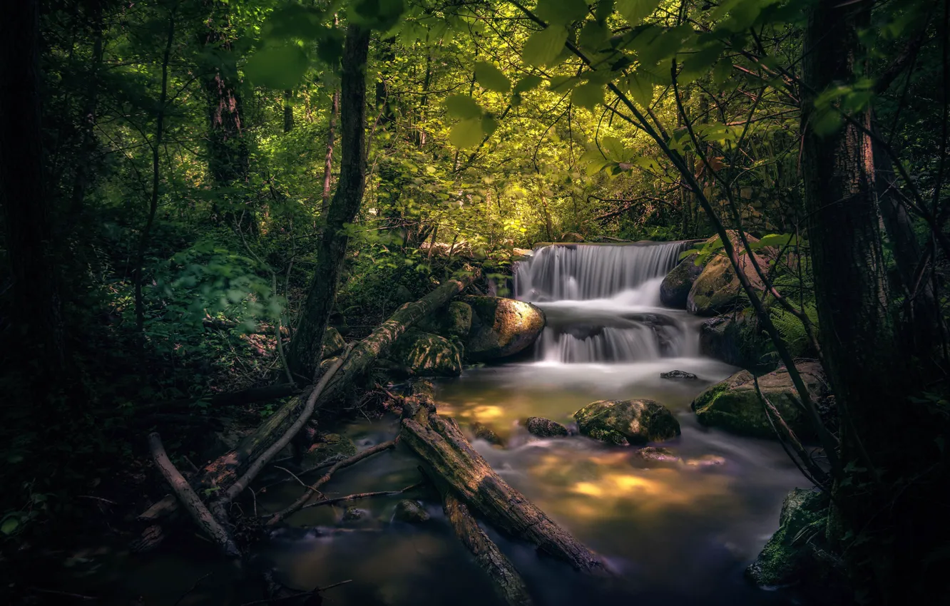 Photo wallpaper forest, thickets, waterfall