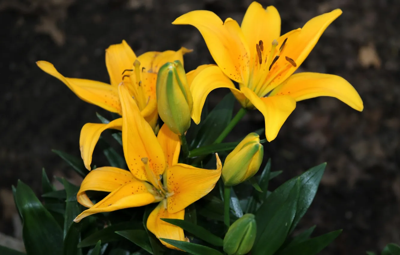 Photo wallpaper yellow, Yellow lilies, flowers, Lily