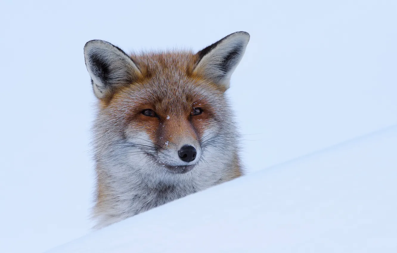 Photo wallpaper face, snow, background, portrait, Fox, red