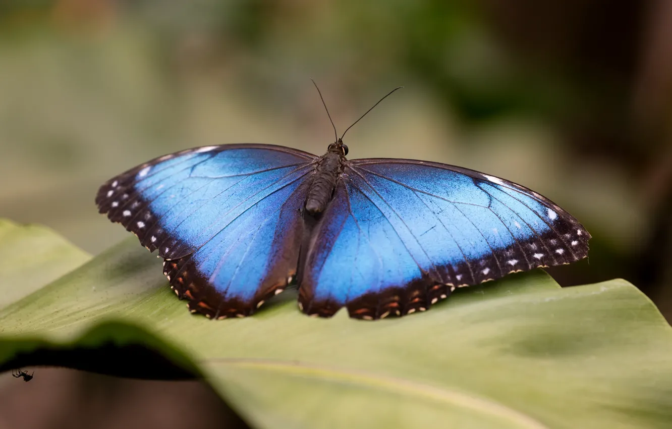 Photo wallpaper macro, background, butterfly, leaf, plant, insect, wings, blue