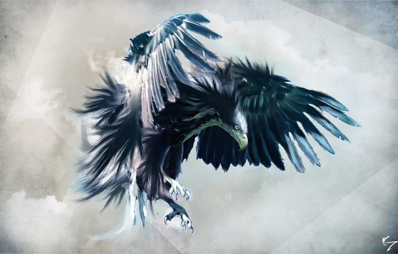Photo wallpaper look, flight, eagle