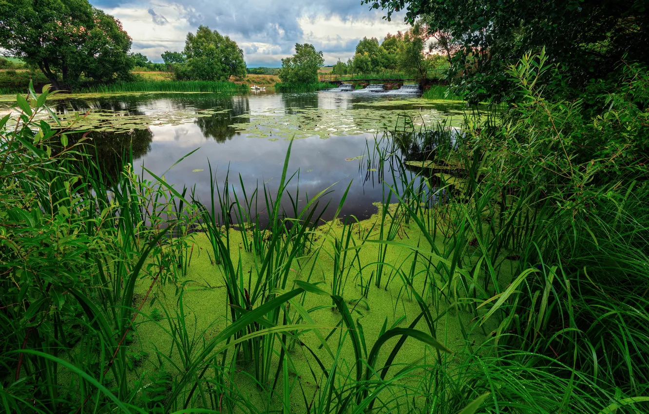 Photo wallpaper trees, beauty, duckweed, sedge, lake, Pavel Abakumov
