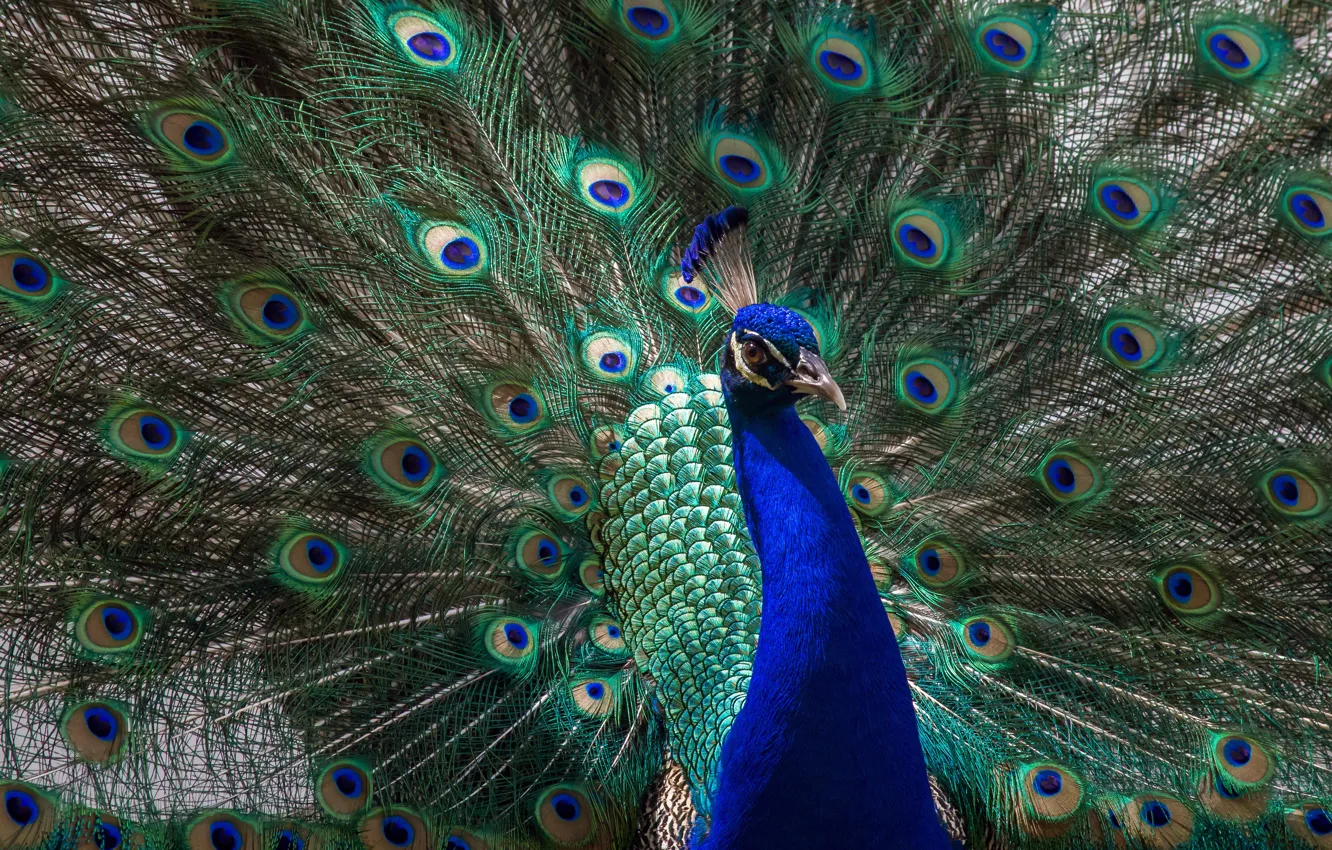 Photo wallpaper animals, look, light, blue, green, bird, tail, peacock