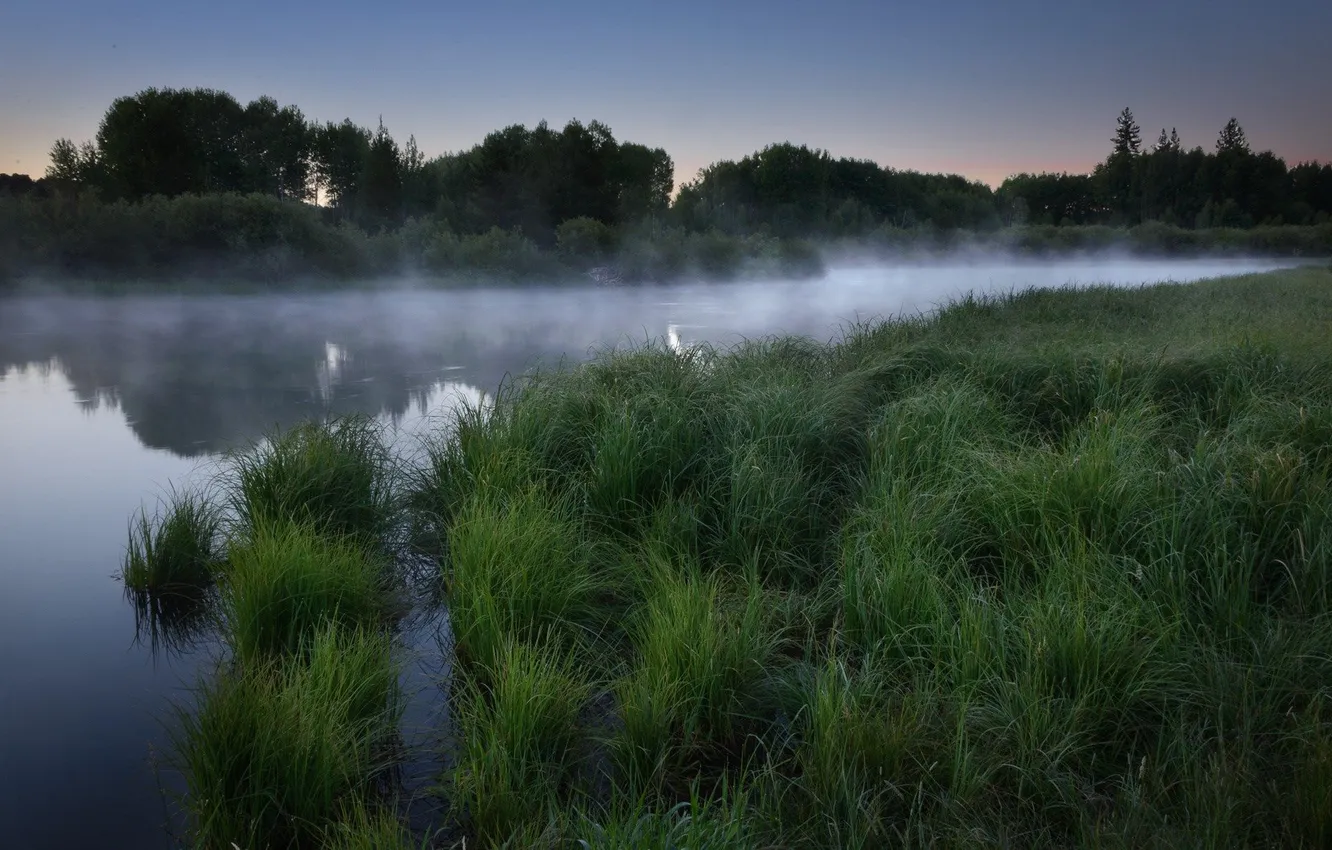 Photo wallpaper forest, the sky, grass, trees, landscape, nature, fog, river