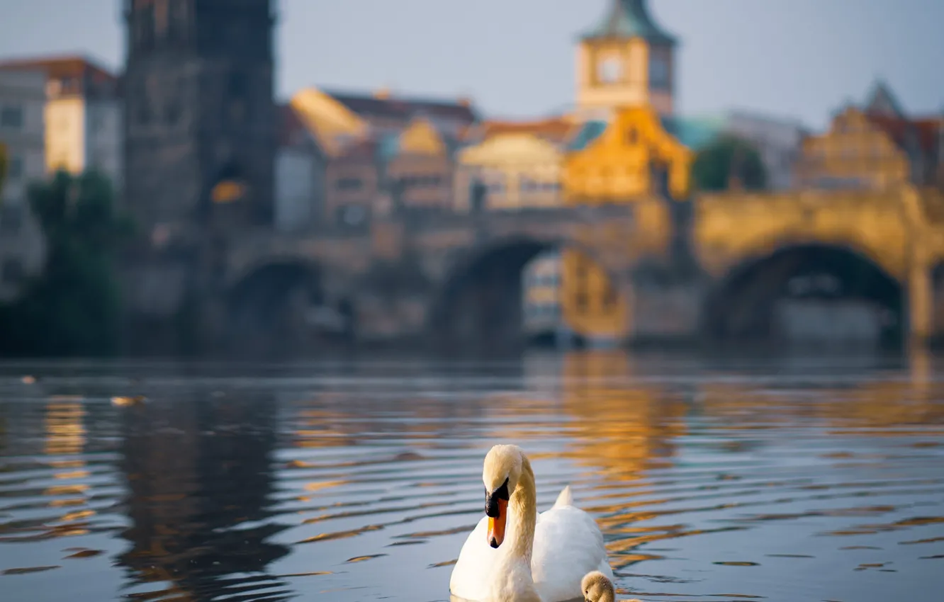 Photo wallpaper birds, bridge, the city, river, building, Prague, Czech Republic, Swan