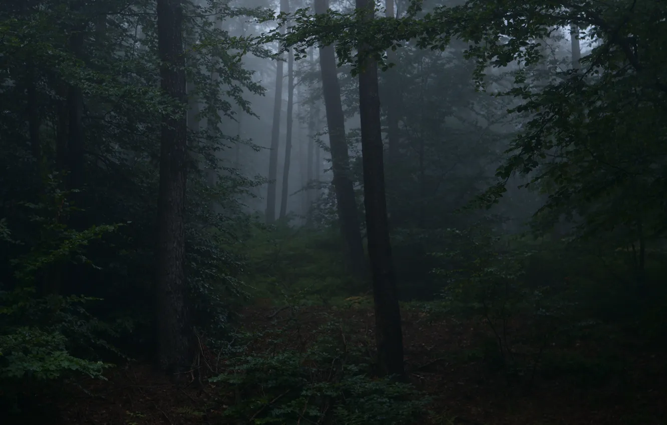 Photo wallpaper forest, trees, nature, fog