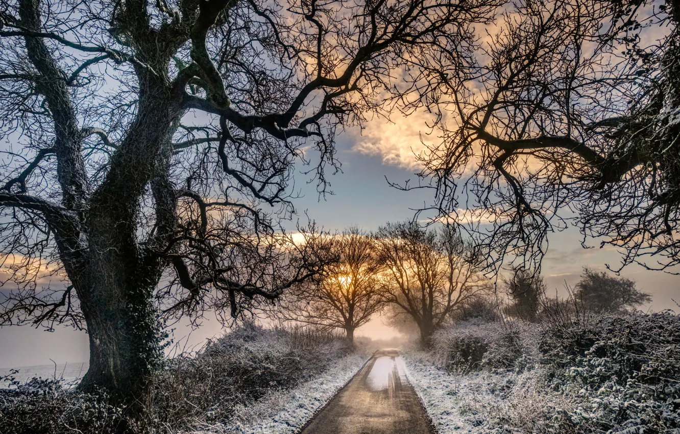 Photo wallpaper winter, road, trees, landscape, nature, fog, the bushes