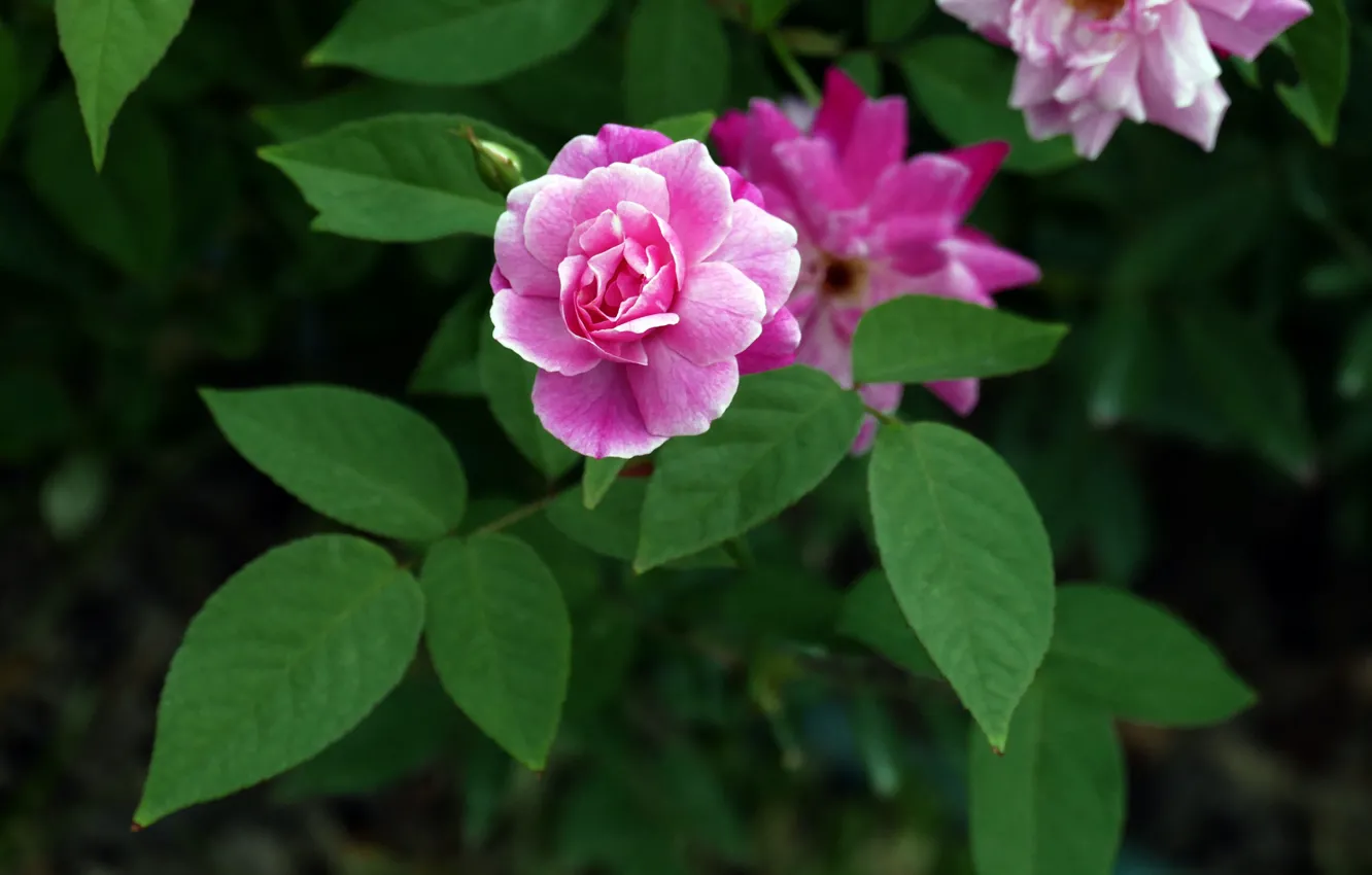 Photo wallpaper flowers, roses, flowering, the bushes