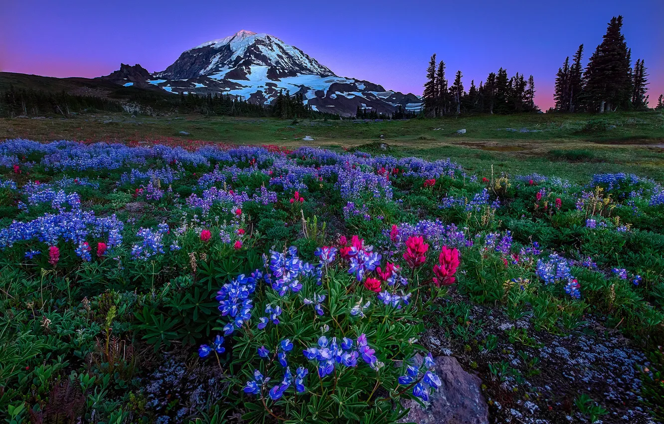 Photo wallpaper trees, flowers, mountains, meadow, USA, Washington