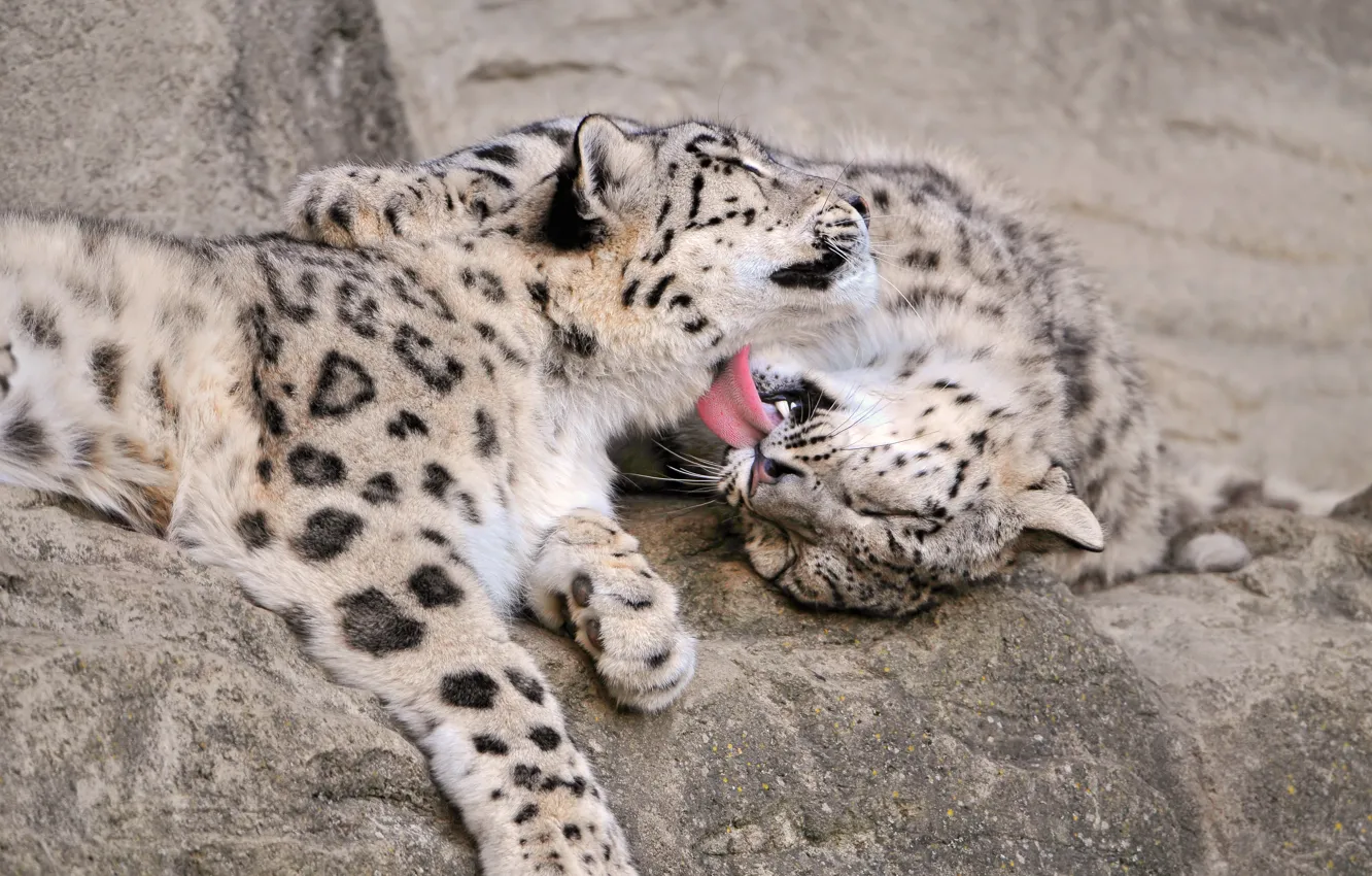 Photo wallpaper language, love, cats, stones, IRBIS, snow leopard, ©Tambako The Jaguar