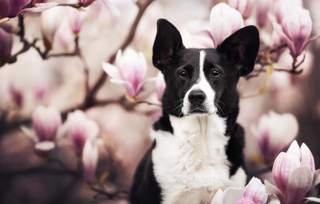 Photo wallpaper look, face, flowers, dog, flowering, Magnolia