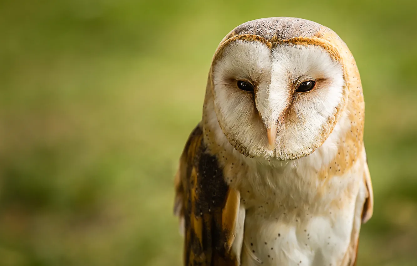 Photo wallpaper background, owl, bird, portrait, the barn owl
