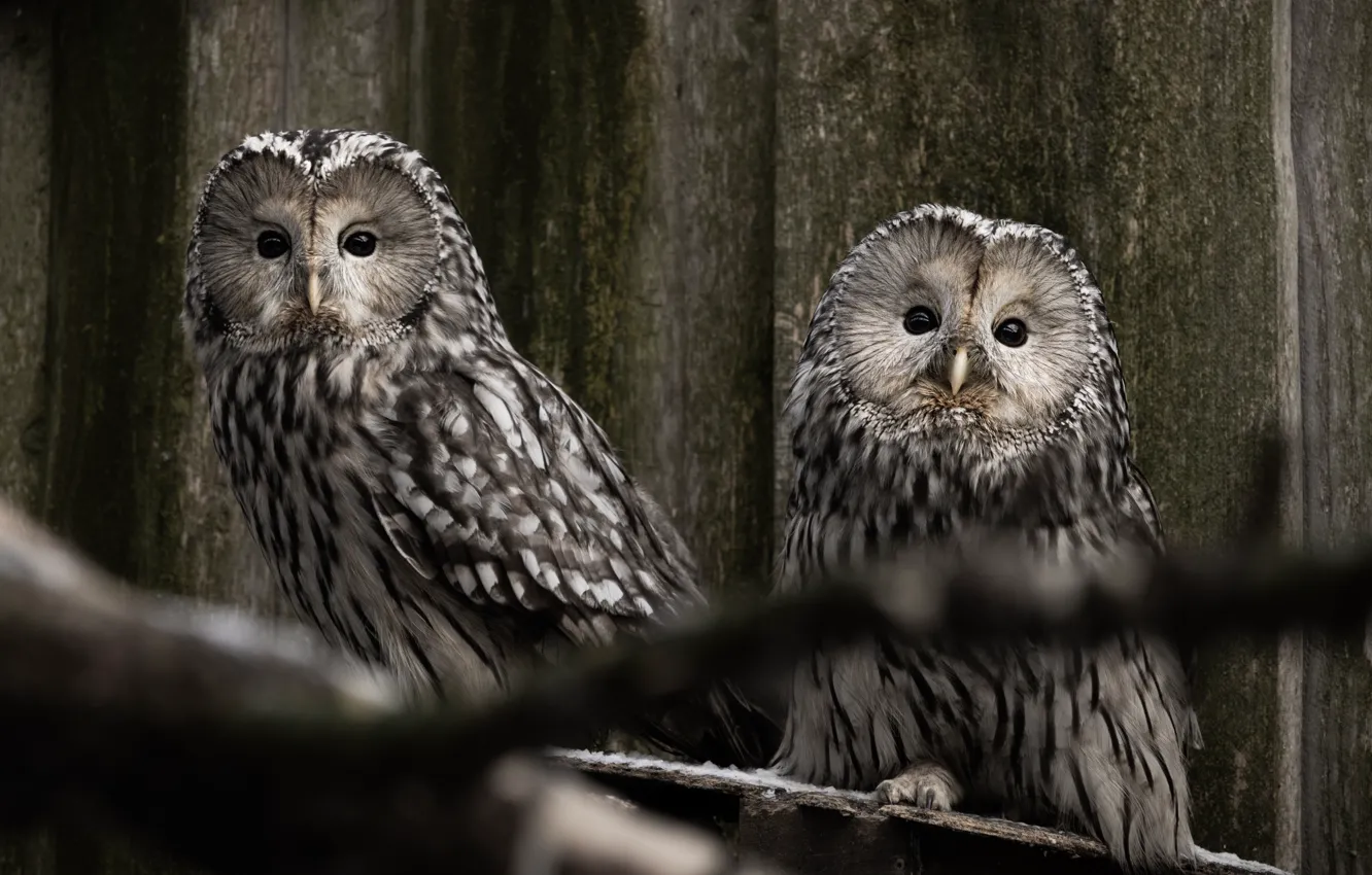 Photo wallpaper look, owl, bird, pair, owl, Ural owl, two birds, two owls