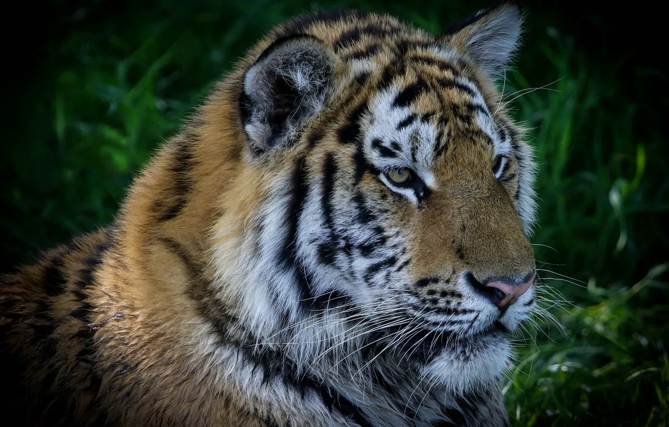 Photo wallpaper tiger, portrait, handsome
