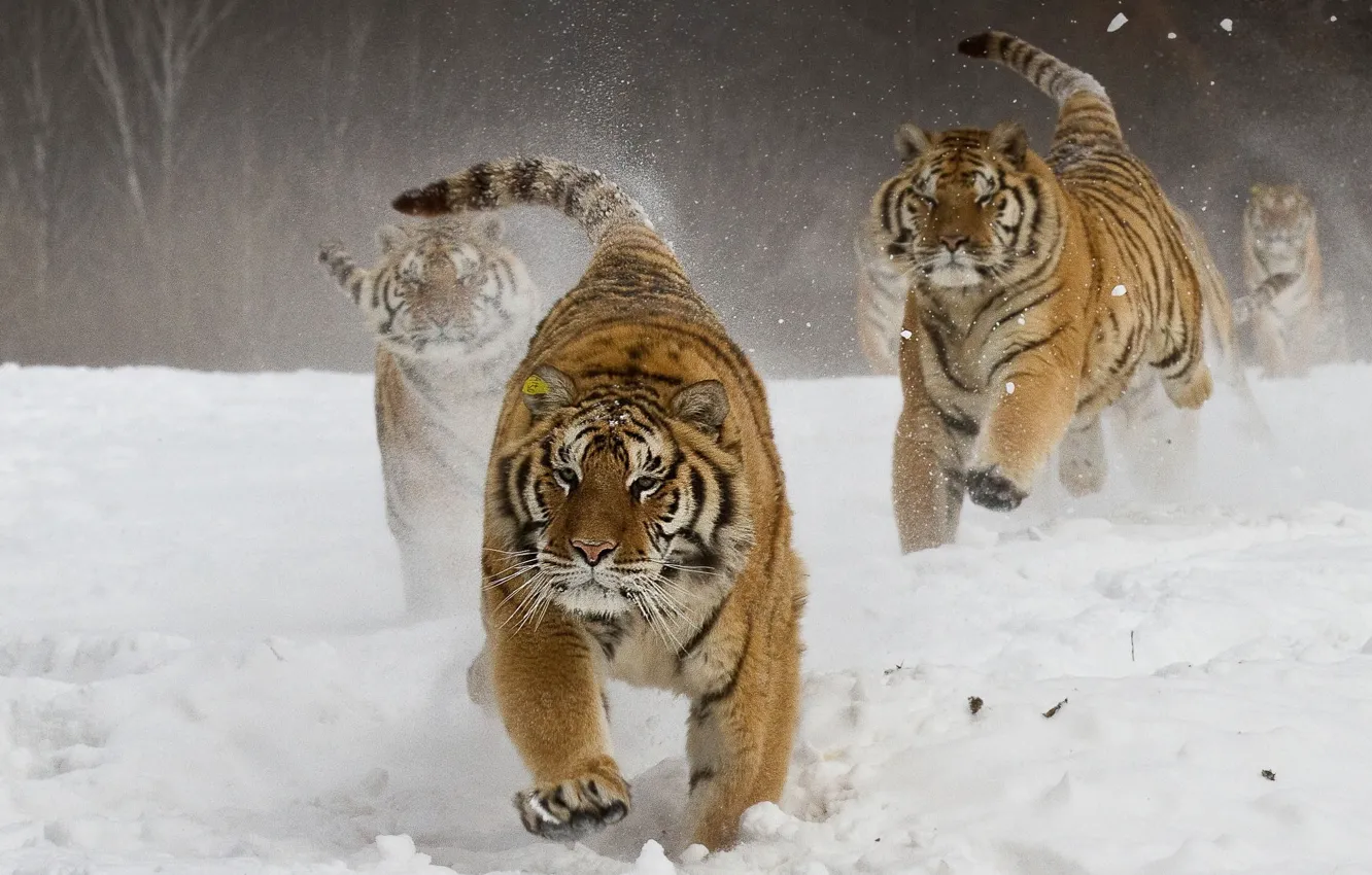Photo wallpaper Winter, Tiger, Snow, Running, Tigers
