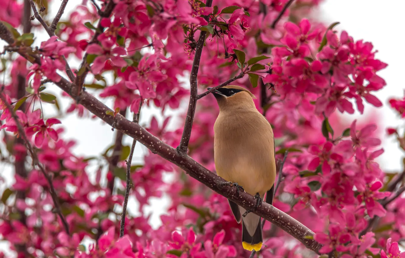 Photo wallpaper flowers, branches, bird, spring, pink, buds, flowering, bokeh