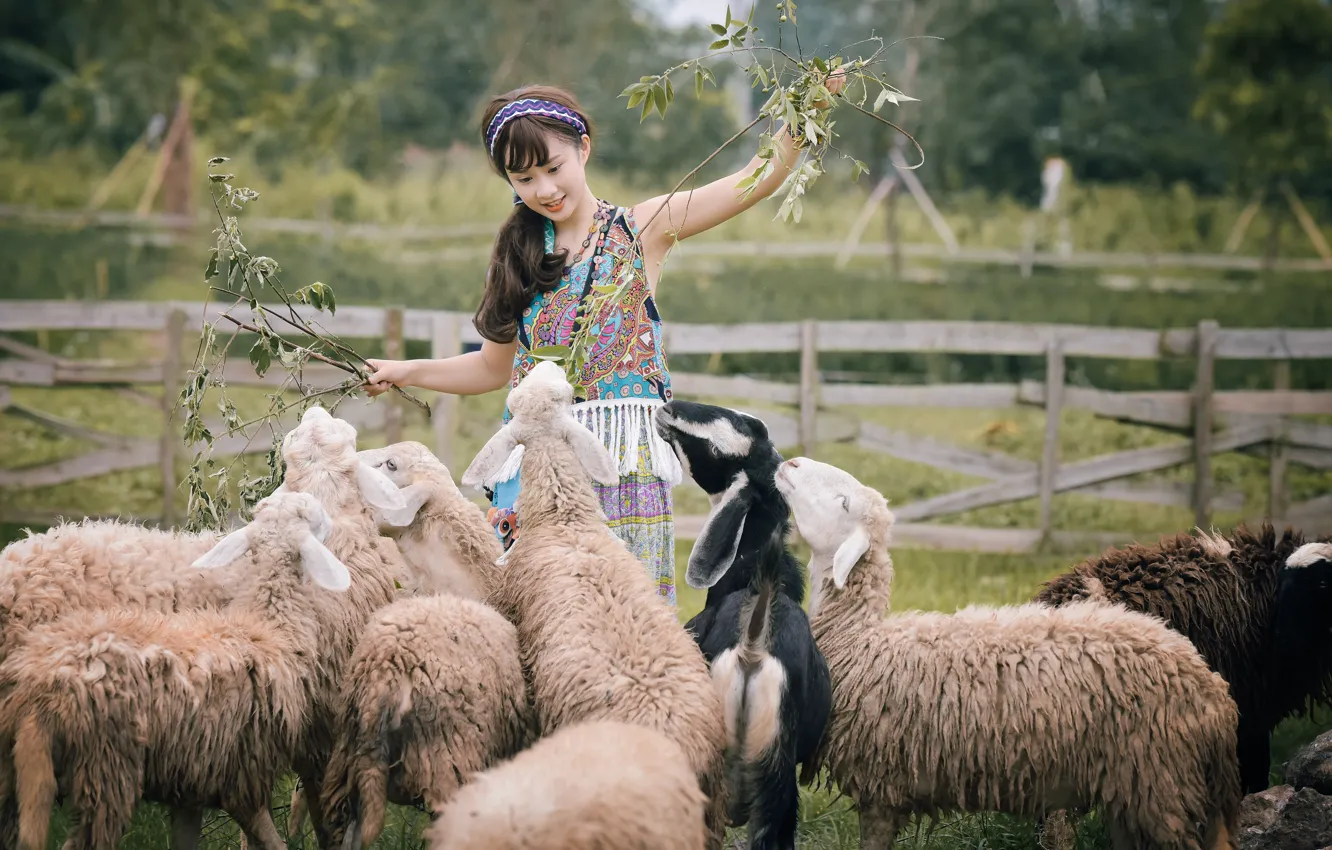 Photo wallpaper nature, smile, sheep, Asian, the herd