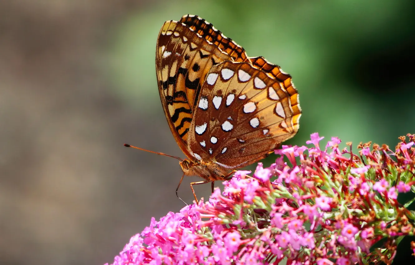 Photo wallpaper macro, butterfly, wings, beautiful, flowers, flowering, closeup