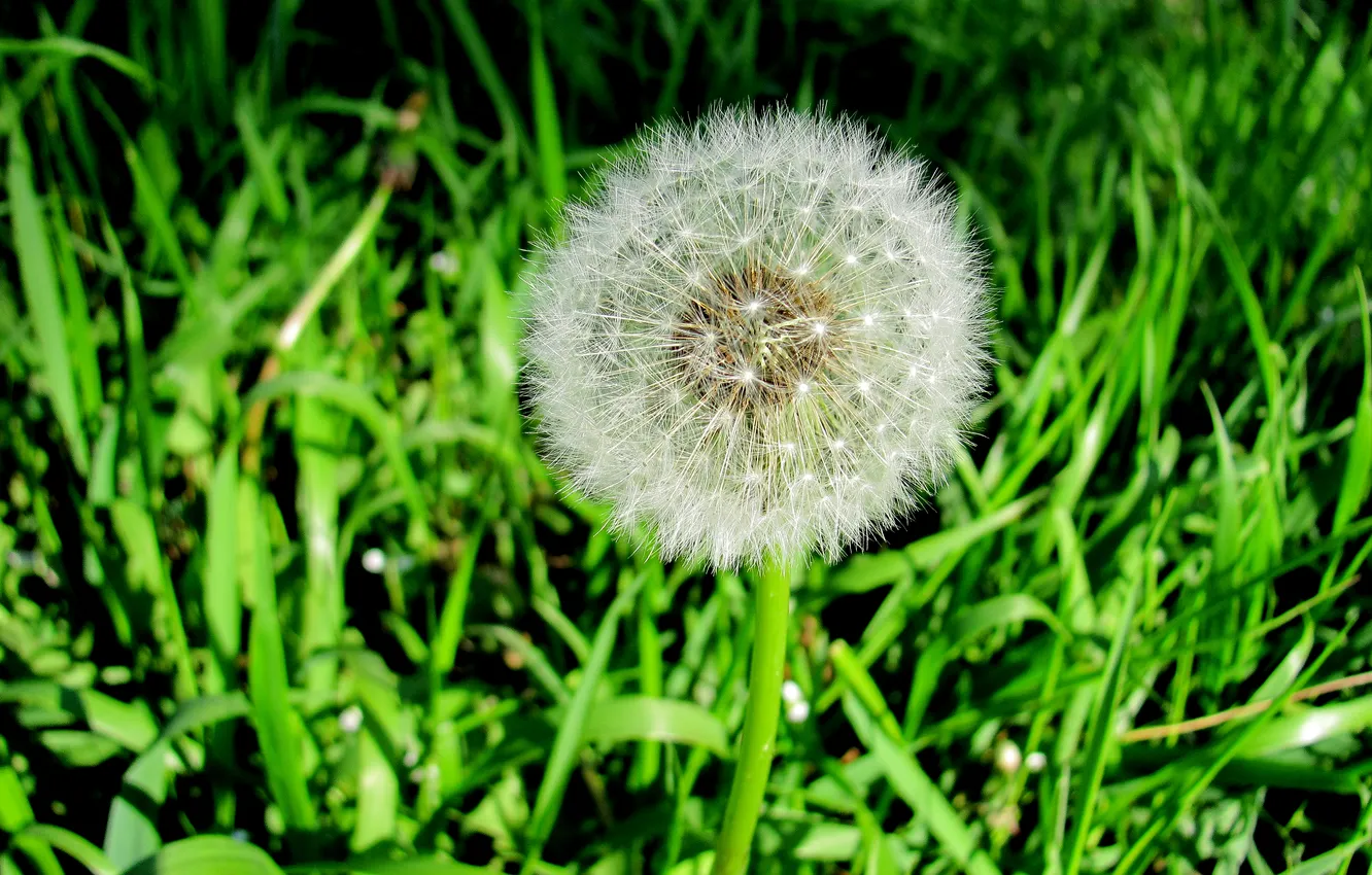Photo wallpaper greens, grass, nature, dandelion, gray