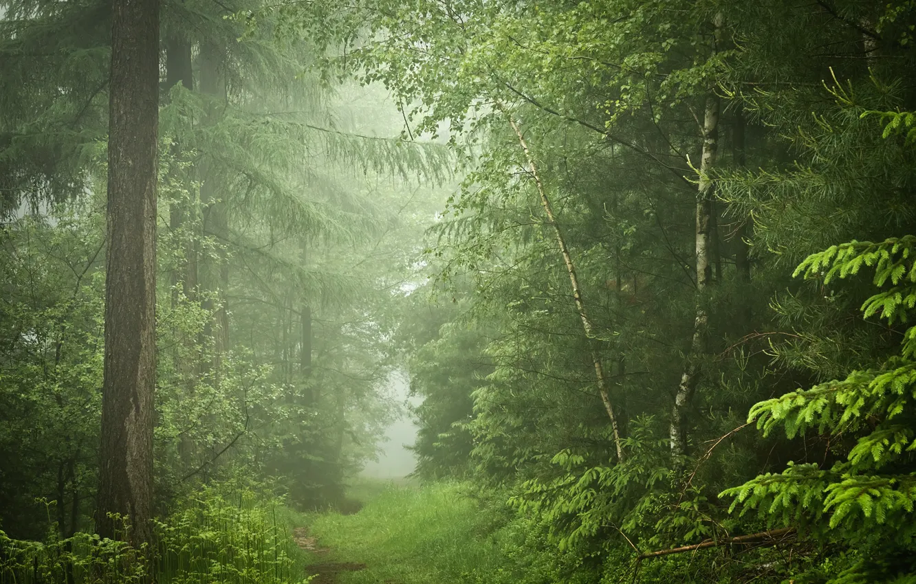 Photo wallpaper forest, trees, Germany, path