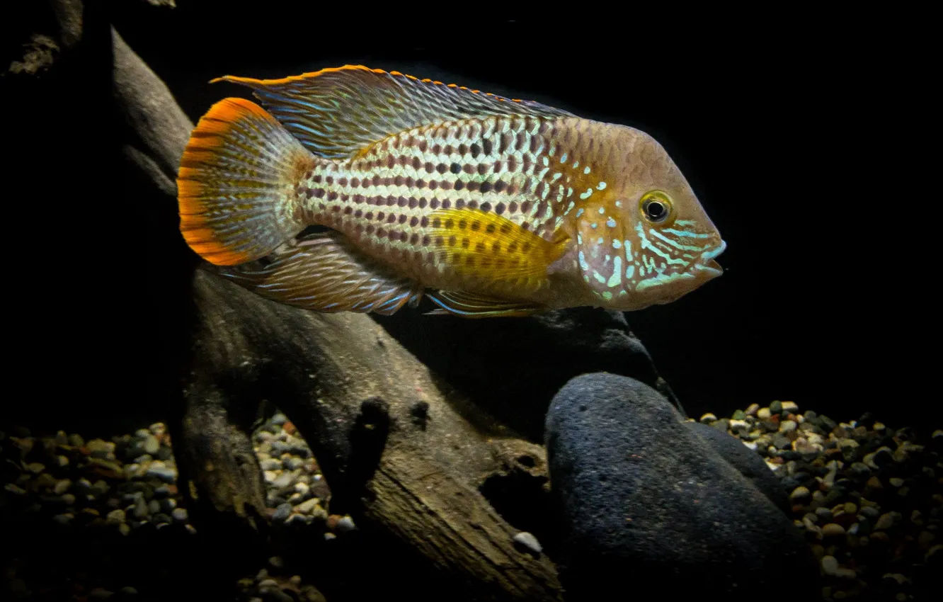 Photo wallpaper aquarium, Green Terror Cichlid, white and brown fish in body of water