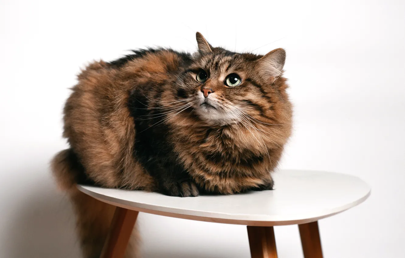 Photo wallpaper cat, cat, look, pose, face