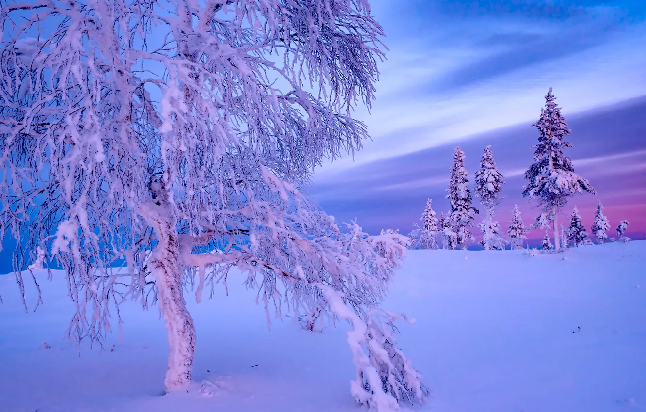 Photo wallpaper winter, snow, tree, ate, Finland, Finland, Lapland, Lapland