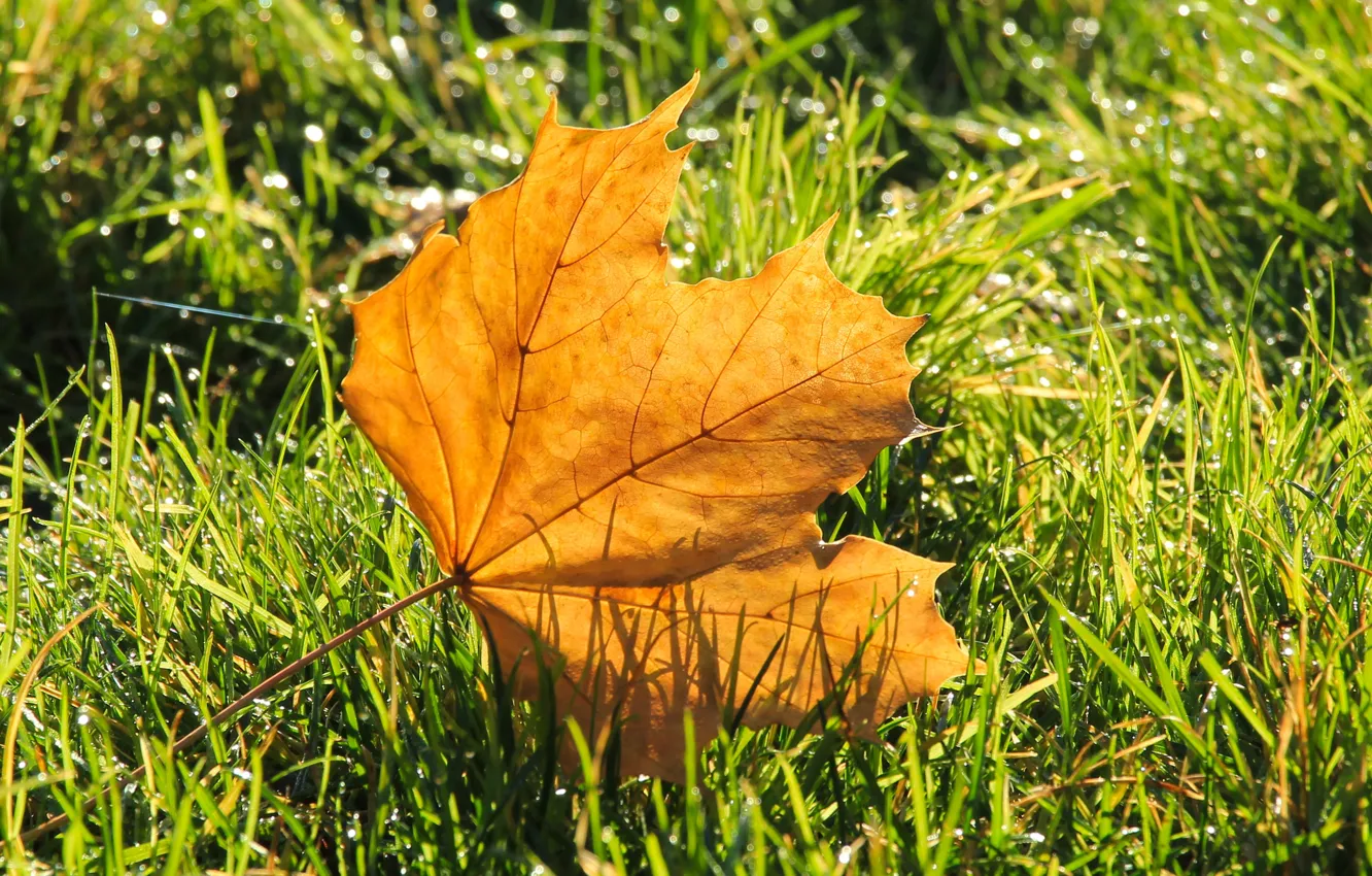 Photo wallpaper grass, autumn, leaf