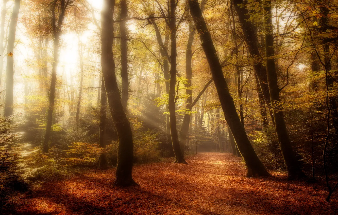 Photo wallpaper autumn, forest, leaves, the sun, rays, light, trees, branches