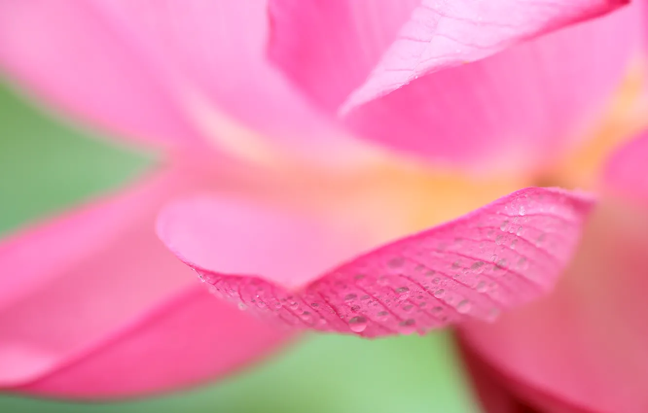 Photo wallpaper drops, nature, petals, Lotus