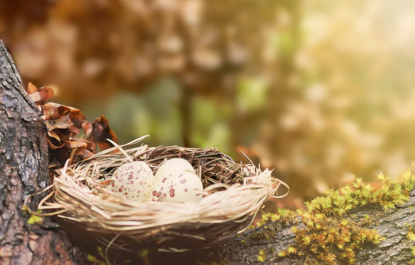 Photo wallpaper tree, eggs, nest, moss