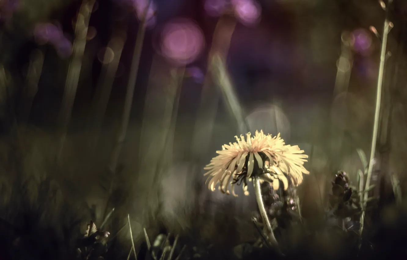 Photo wallpaper nature, dandelion, spring
