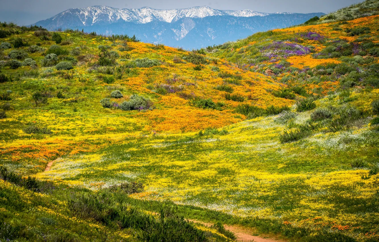 Photo wallpaper flowers, mountains, Nature, meadow