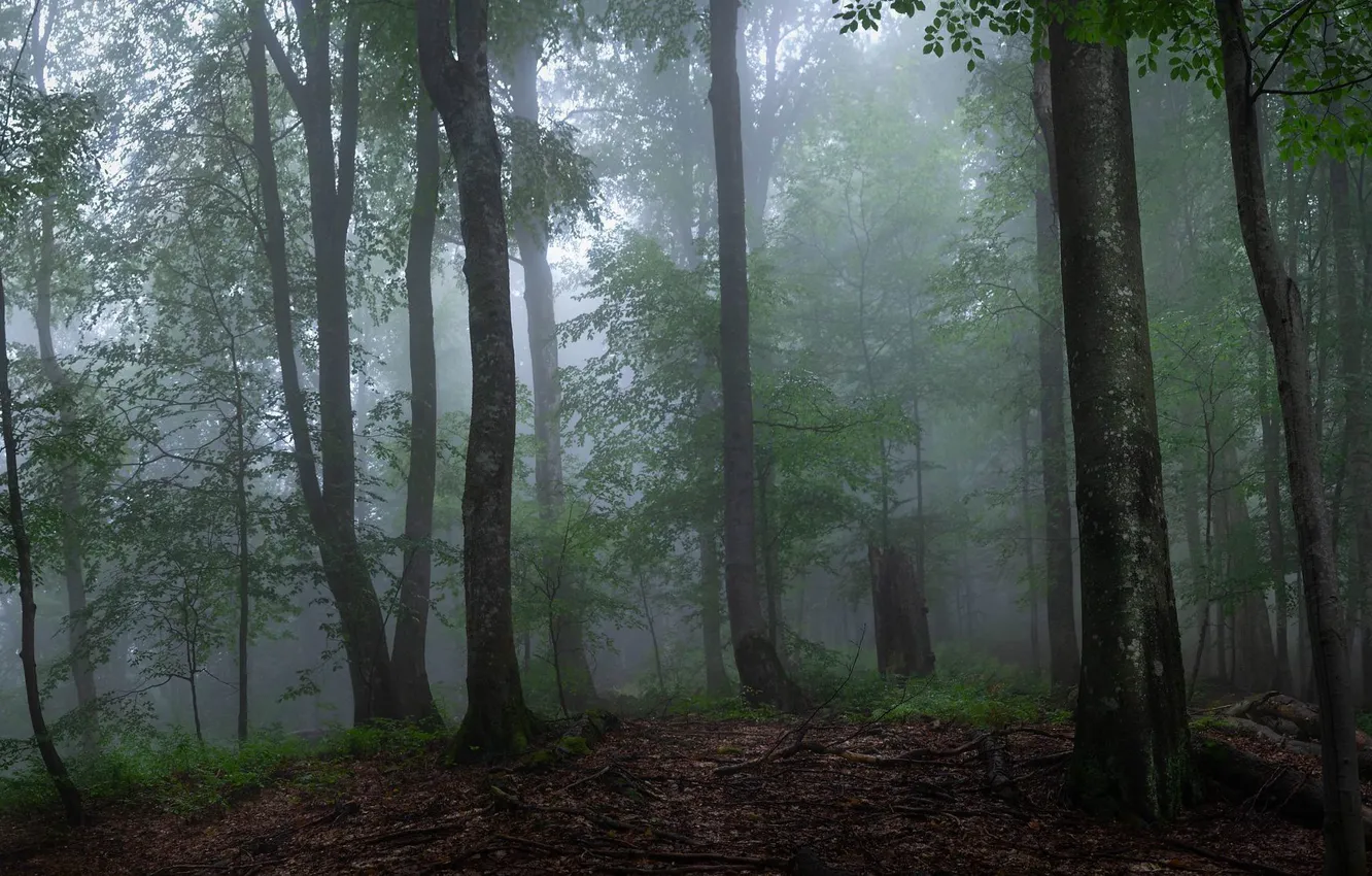 Photo wallpaper forest, trees, nature, fog, Ukraine, Transcarpathia