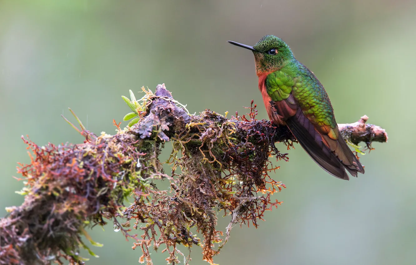 Photo wallpaper branches, green, background, bird, moss, Hummingbird, bird