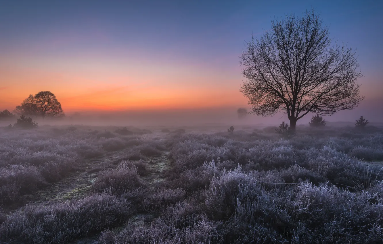 Photo wallpaper frost, field, light, fog, tree, dawn, morning, Netherlands