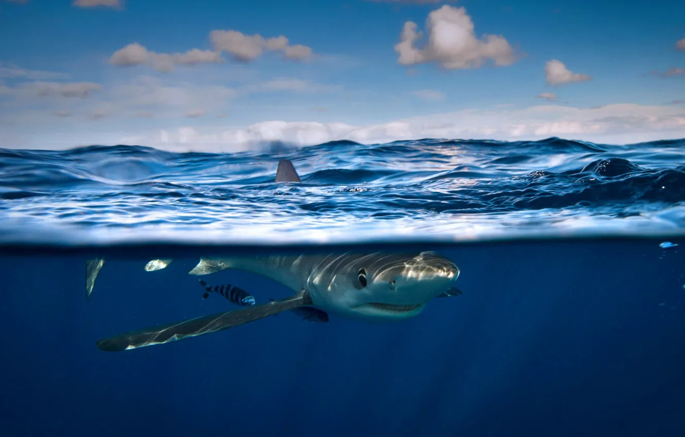 Photo wallpaper sea, fish, mokou, blue shark