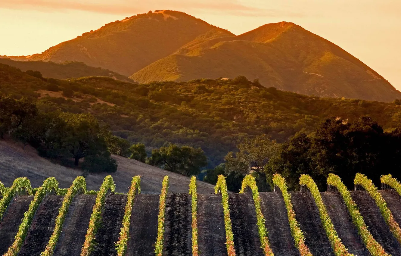 Photo wallpaper mountains, CA, vineyard, USA