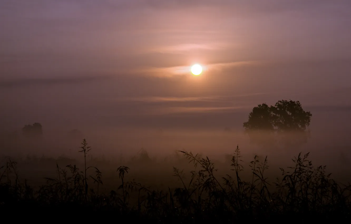 Photo wallpaper grass, the sun, trees, fog