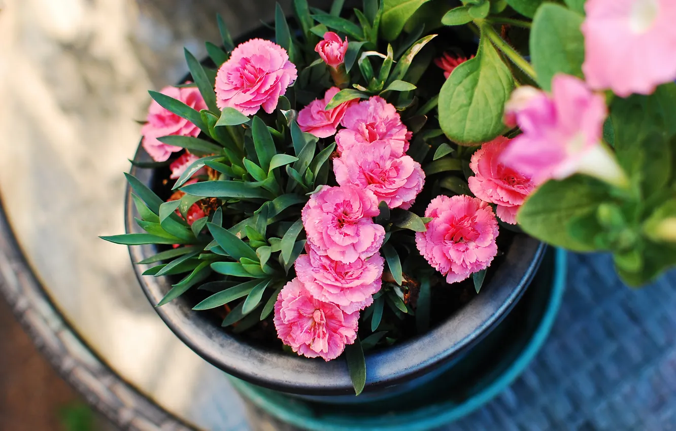 Photo wallpaper flowers, pot, pink, pot, clove