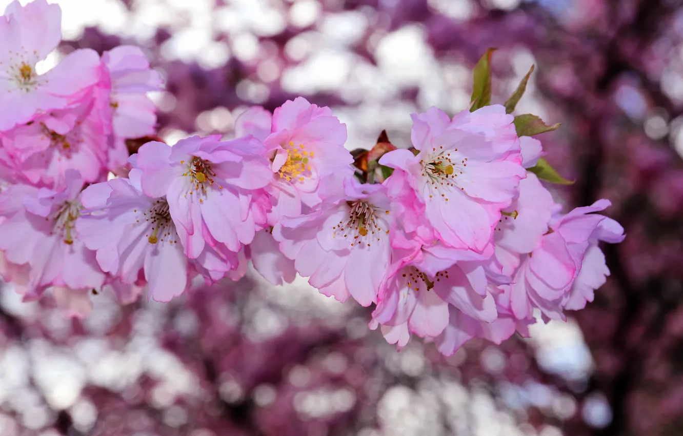 Photo wallpaper flowers, cherry, background, mood, branch, spring, garden, Sakura