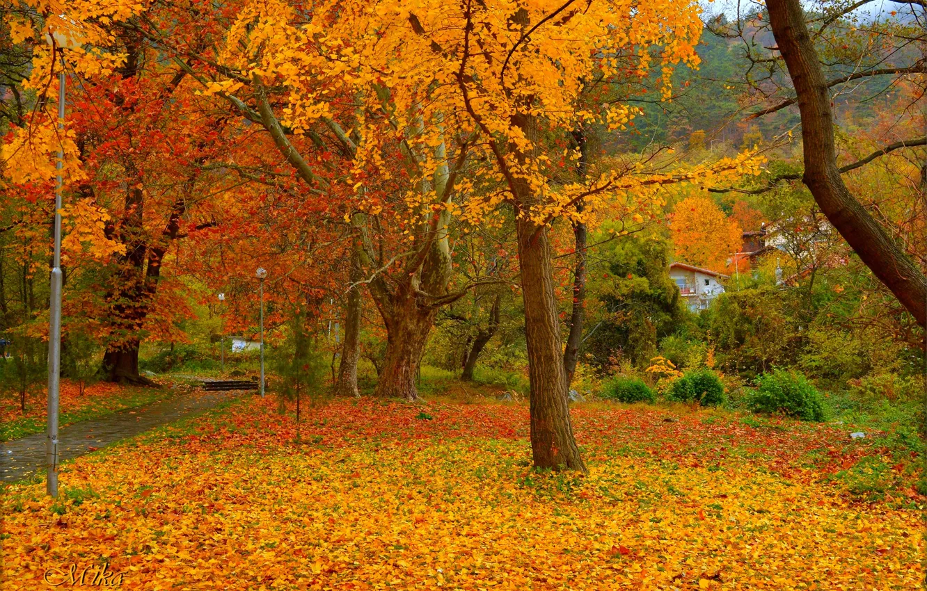 Photo wallpaper autumn, Park, foliage, colors, falling leaves, park, autumn, leaves
